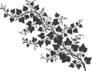 Elegant ivy vine vector illustration, climbing plant foliage, decorative botanical graphic element, natural organic leaf pattern for design projects isolated on White Background © Ambreen