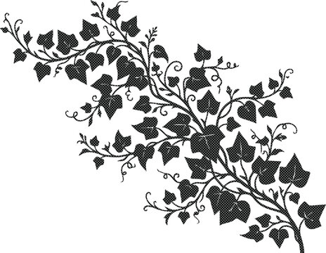 Elegant ivy vine vector illustration, climbing plant foliage, decorative botanical graphic element, natural organic leaf pattern for design projects isolated on White Background