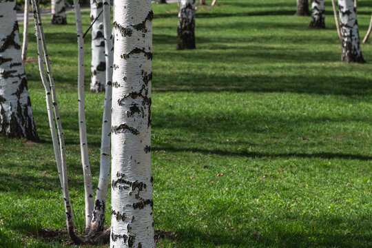 Close-up of birch tree trunks against a backdrop of green grass.