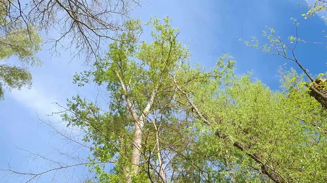 High tree on the beach of Tisza river at Mindszent