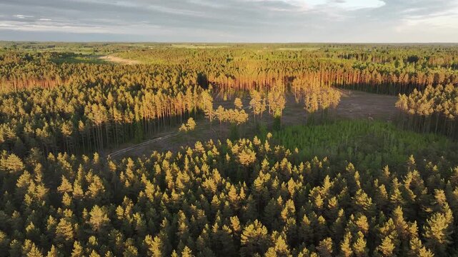 Aerial view of forest clearcut and logging area surrounded by pine forest in Sigulda Municipality, Latvia