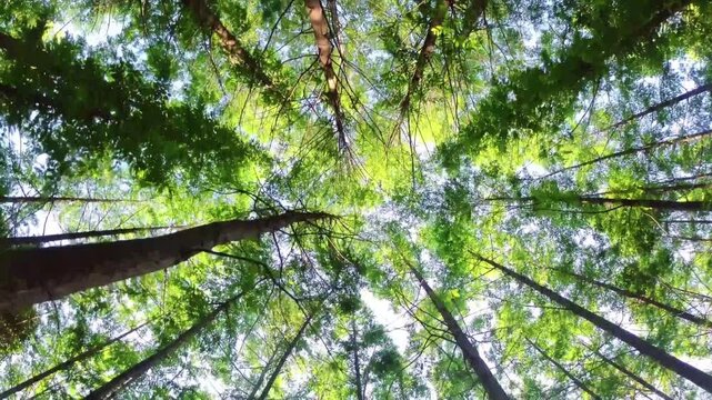 The beauty of the canopies of tall trees reaching up to the sky, with fresh green leaves dancing gently in the breeze. 
