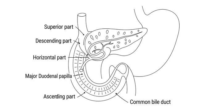 Anatomical diagram of human duodenum and bile ducts.