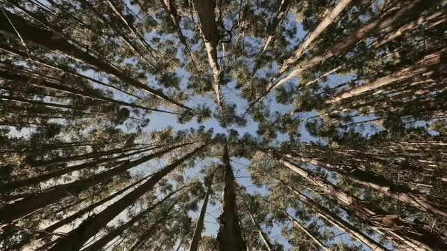 A stunning view from a low-angle worm's-eye view that looks directly skyward amidst a forest of towering eucalyptus or pine trees. 