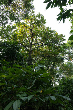 Towering trees creating a dense forest canopy