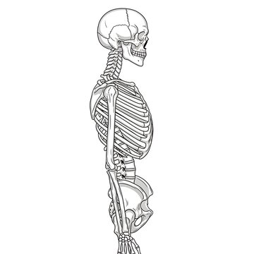 Human skeletal system anatomical illustration outline.