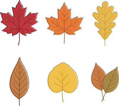 Different leaves in autum on white Background.