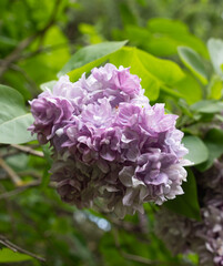 Obraz premium Vertical macro shot of blooming purple lilac flower branch