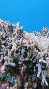 Close-up to a lemon damselfish (Pomacentrus moluccensis) lurking within the complex branching stony coral with a swaying sebae anemone (Radianthus crispa) nearby. Dauin, Philippines