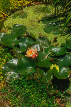 Water lily blooms in a garden pond during midday