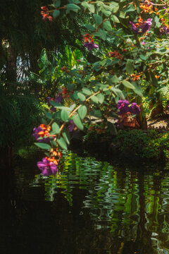 Flowers and water reflections in a garden at noon