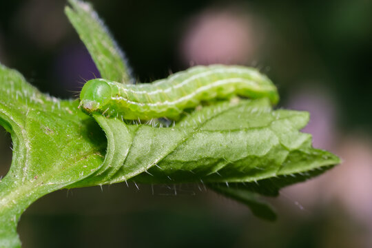 Green Cabbage Looper Caterpillar on Green Leaf Macro Nature