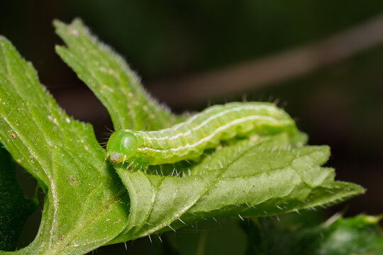 Green Cabbage Looper Caterpillar on Green Leaf Macro Nature
