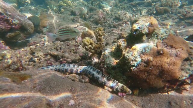 A Checkered snapper (Lutjanus decussatus) persistently chasing a snowflake morray eel (Echidna nebulosa) that is slithering among rocks on a sandy seabed. Dauin, Philippines