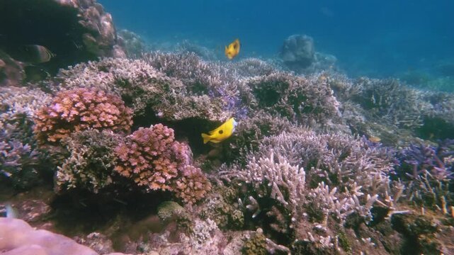 Handheld diving pov dolly forward to a pair of Foxface Rabbitfish (Siganus vulpinus) pausing before swimming away into the vast colorful coral reef in Dauin, Philippines