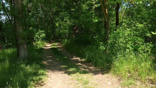 Riding on bicycle on a dirty road in the forest near the Kortvelyes backwater, in Martely