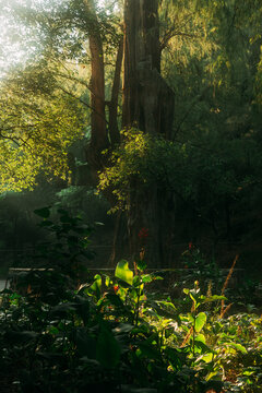 Sunlight shining through trees in a forest during the day