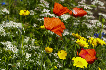 Fototapeta premium Colorful Wildflower Meadow with Red Poppies and Summer Blossoms