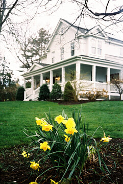 Daffodils in Spring Garden Home Exterior Film 