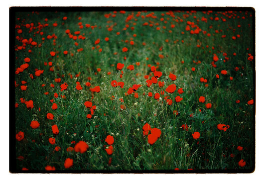 Red poppies in a wild meadow in Uzbekistan