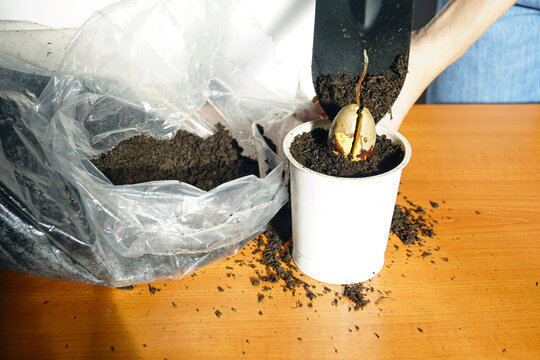 Hand tips trowel to pour compost over sprouting avocado pit while another hand steadies small plastic pot. Depicts active soil-filling, indoor seed planting technique, and DIY fruit-pit propagation.