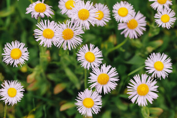 Obraz premium Small daisy like wildflowers blooming in meadow. Yellow centers and pale petals closeup. Spring floral nature scene. Botanical garden flower background with green leaves and soft focus