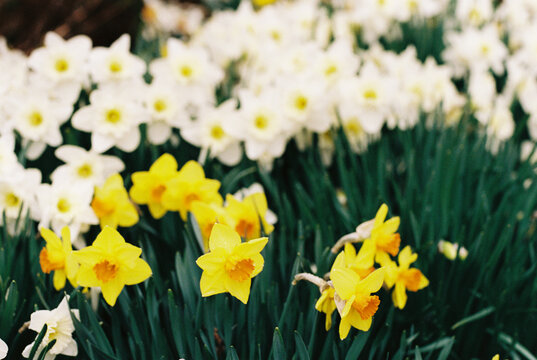 Daffodils  Spring Garden film nobody