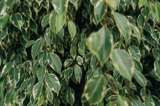 Variegated Green Leaves (Ficus Benjamina)