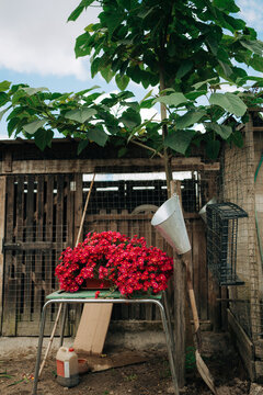 Rustic Farmyard with Red Flowers and Tree