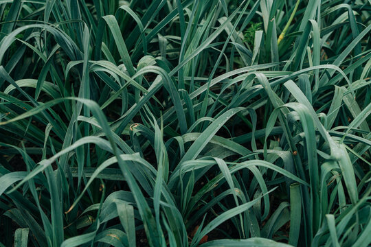 Dense Green Leaves With Dew Drops Background