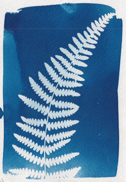 A Sun Print Created With Wild Flowers