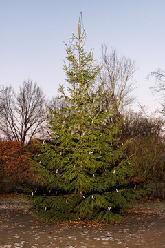 A Christmas tree in the street in winter