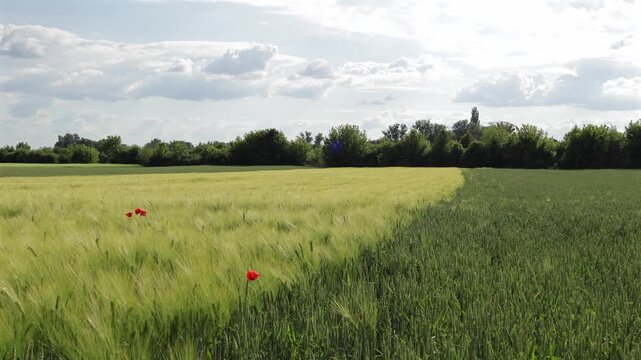 Fields of Wheat and Grass Under a Blue Sky With Clouds in the Afternoon Light Near a Tree Line in a Rural Area