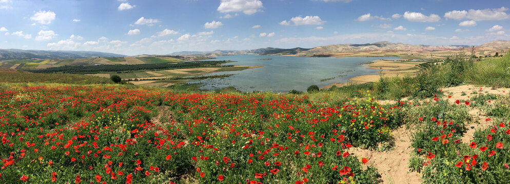 Vibrant Poppy Fields Overlooking Barrage Sidi Chahed, Morocco