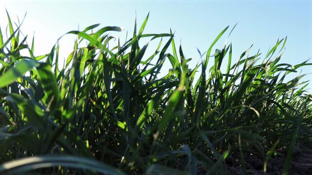 Growing Winter Wheat in a Field Under the Blue Sky During the Early Stages of Plant Development in a Rural Area