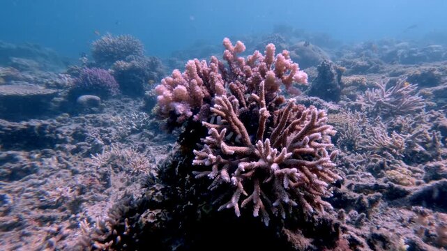 Diving pov handheld showing several Banded Humbug (Dascyllus aruanus) hiding among the branches of a staghorn coral (Acropora cervicornis) surrounded by various marine life. Dauin, Philippines