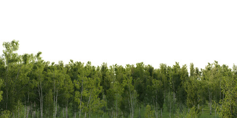 Fototapeta premium Birch forest terrain isolated on transparent background. 3D rendering.