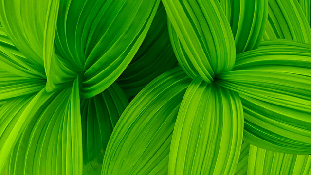 Bright green leaves with prominent parallel veins. Veratrum album. Abstract botanical texture and natural plant pattern. Close-up of vibrant foliage for environmental concept and background design.