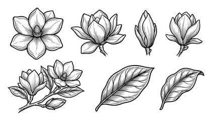 Hand-drawn set of magnolia flowers, buds, and leaves in a detailed black and white style isolated on white background © ThephotoLab
