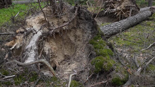 The root of a large tree that was uprooted by a hurricane. A fallen tree lies on the ground in lush forest, illustrating the impact of hurricane during summer.  
