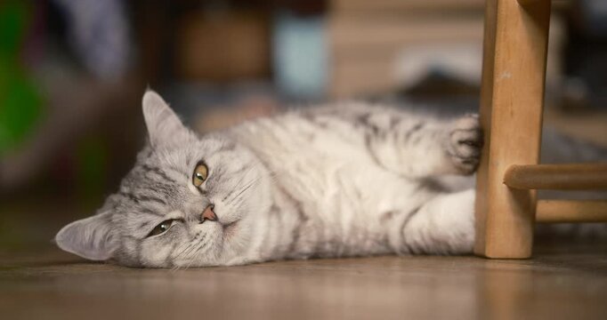 cinematic&nbsp;features a silver gray tabby cat lying on a wooden floor, seeking cool relief during extreme heat caused by global warming and El Ni&ntilde;o, climate change on domestic animals and wildlife alike
