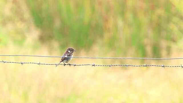 A male european stonechat on a hay bale, soft orange background, heat haze, male european stonechat with dark cap, songbird on a fence at the edge of a field, Saxicola rubicola