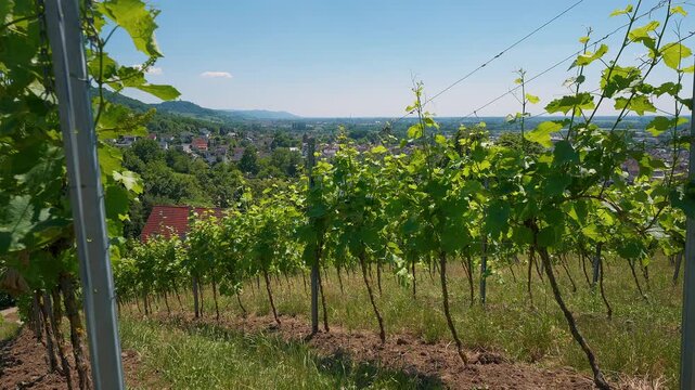 Blick aus dem Wingert des Kirchberg auf die Stadt Bensheim an der Bergstra&szlig;e im Sommer