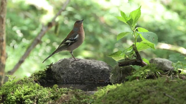 Finch (Fringilla coelebs) Fringuello	