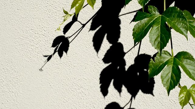 Green ivy leaves and dark shadows on white wall.
