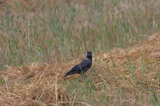 Jackdaw, Corvus monedula, single bird on grass, UK