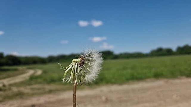 Blowing a Dandelion, its scientific name is Taraxacum near Martely in Hungary