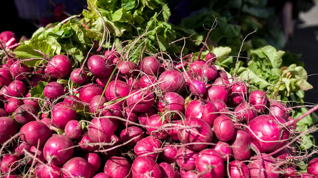 Fresh harvest red radishes with green tops