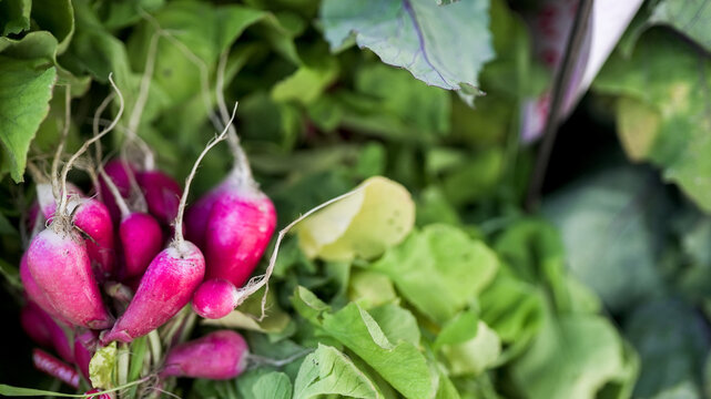 Fresh organic radishes with green leaves from market