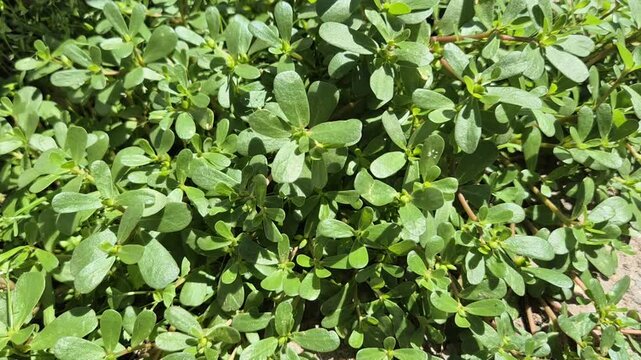 A close-up shot of vibrant green purslane plants growing densely under bright, natural sunlight, showcasing their thick, teardrop-shaped succulent leaves.